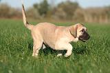KANGAL 153